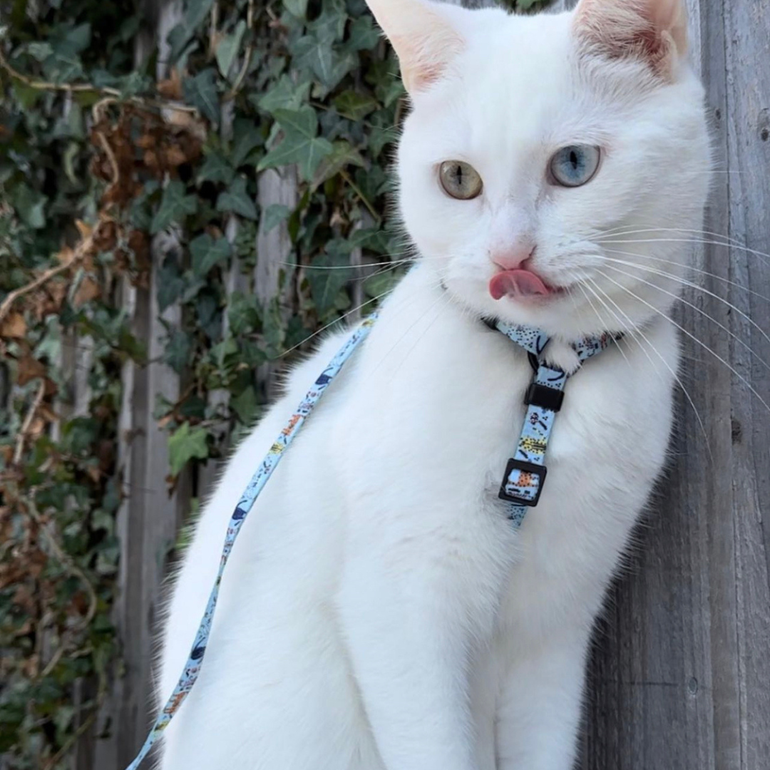 Adjustable Cat Harness - Purrfect Catitude - Blue