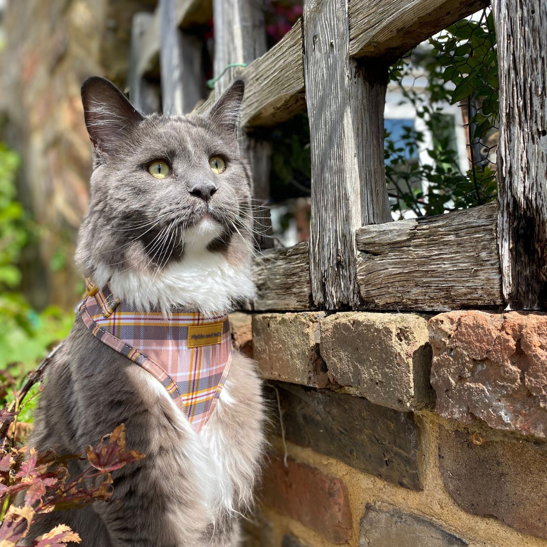 Adjustable Cat Harness - Chestnut Lane