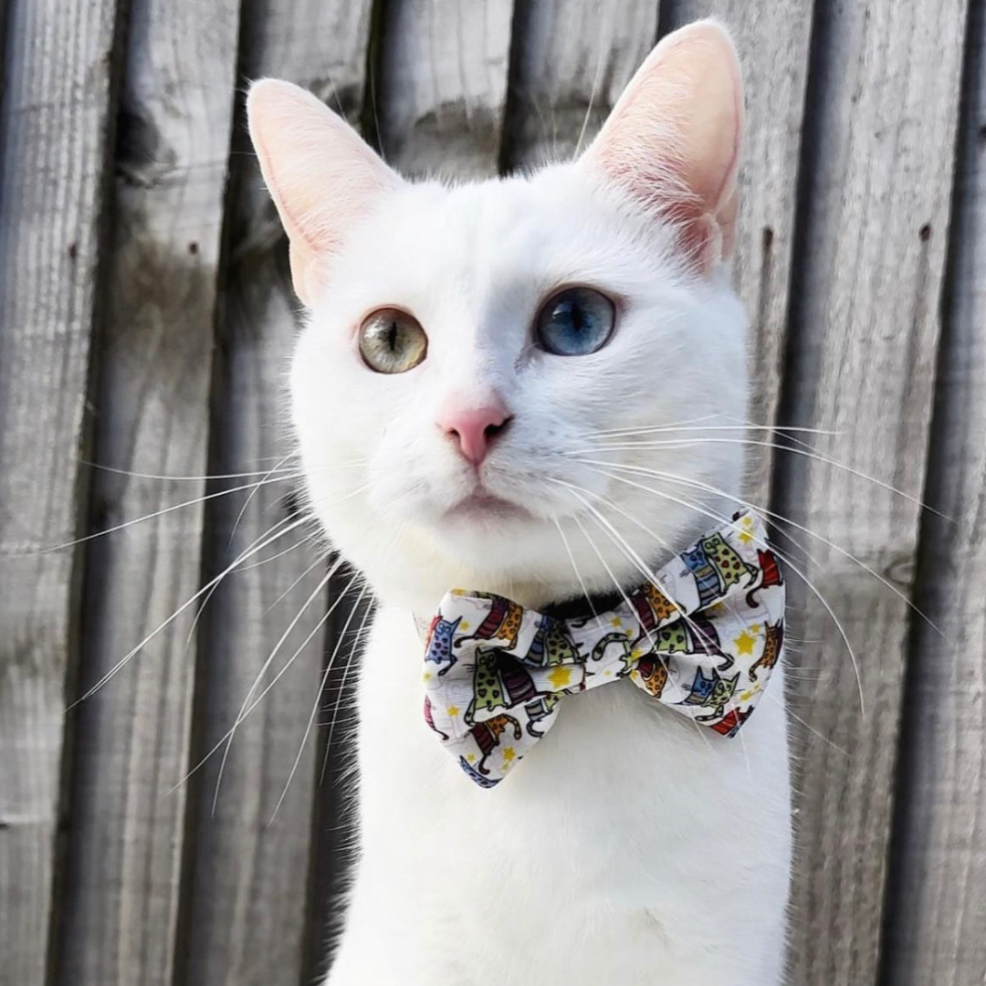 Kitty bow ties best sale