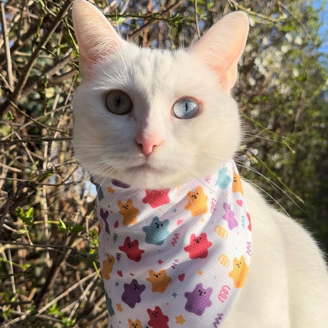 Pet Bandana - Jellie Bubba