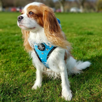 Adjustable Dog Harness - Bee Love