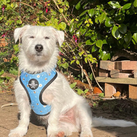 Adjustable Dog Harness - Bee Love