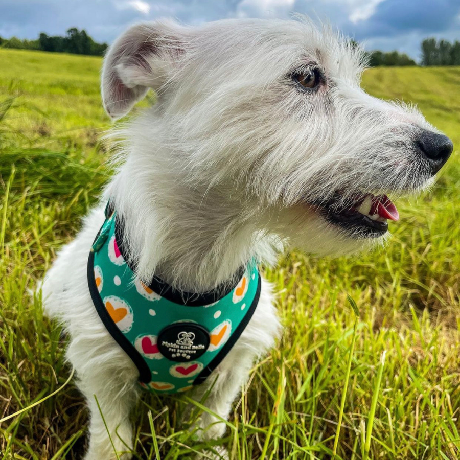 Adjustable Dog Harness - Heart 2 Heart