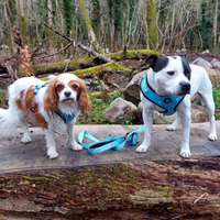 Adjustable Dog Harness - Bee Love