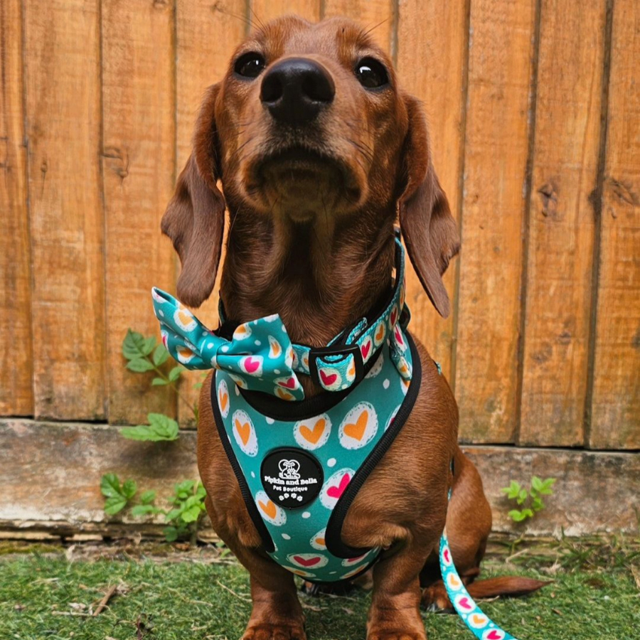 Adjustable Dog Collar - Heart 2 Heart