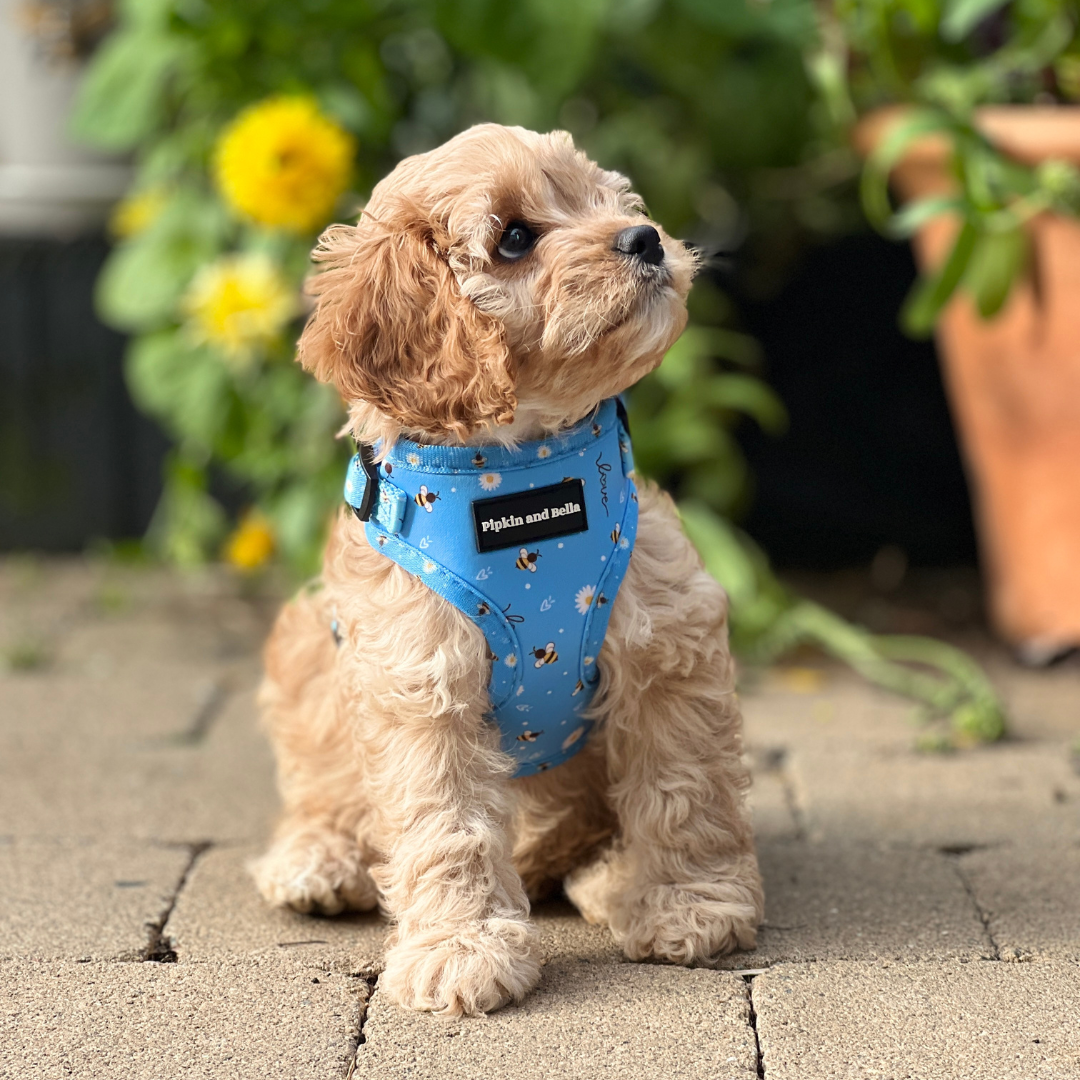 Adjustable Dog Harness - Bee Love