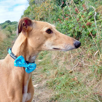 Adjustable Dog Collar - Bee Love