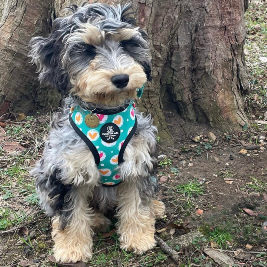 Adjustable Dog Harness - Heart 2 Heart