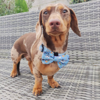 Pet Bow Tie - Farmyard Fairy Tale