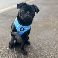 Adjustable Dog Harness - Bee Love