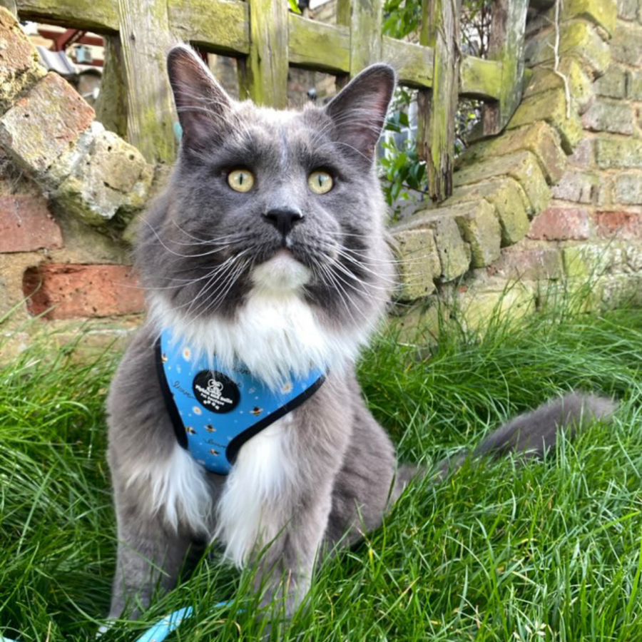 Adjustable Cat Harness - Bee Love