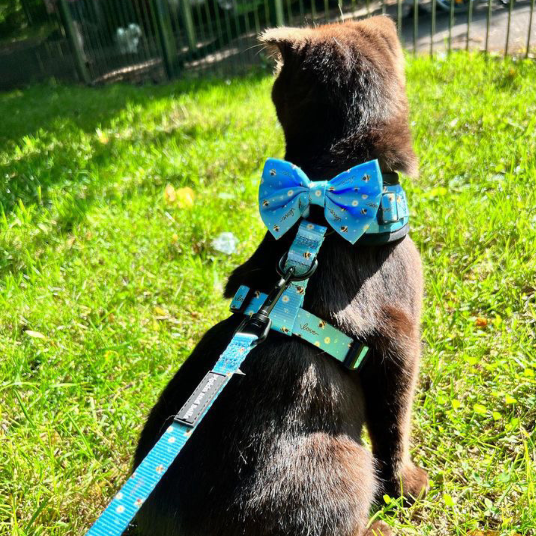 Adjustable Cat Harness - Bee Love