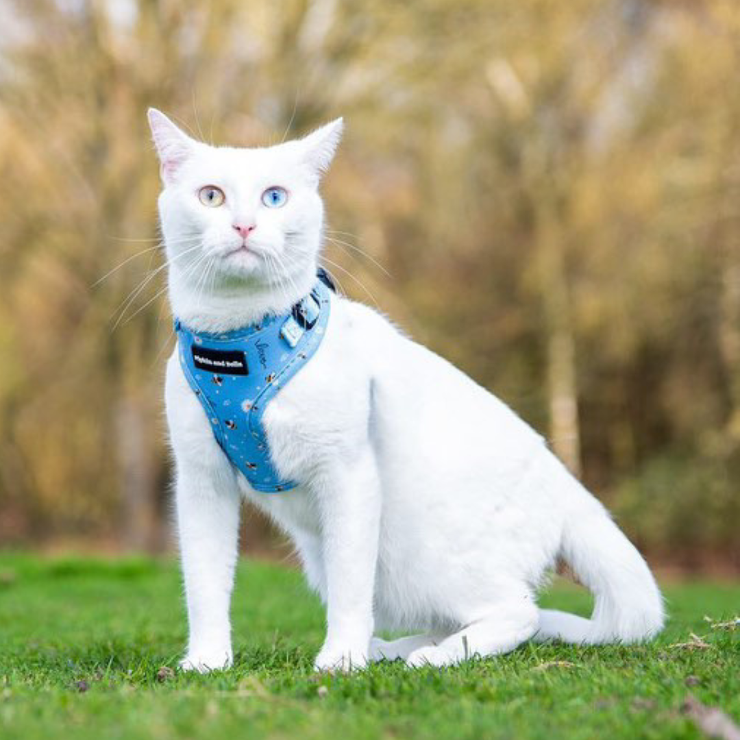 Adjustable Cat Harness - Bee Love