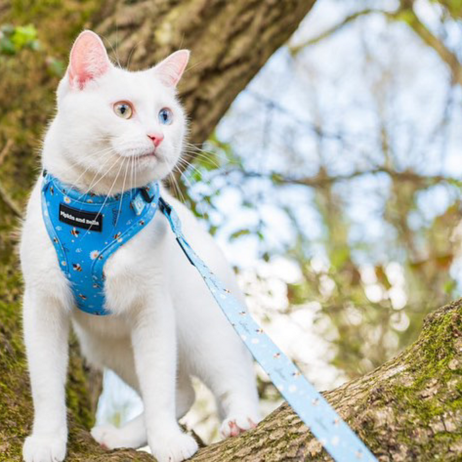 Adjustable Cat Harness - Bee Love