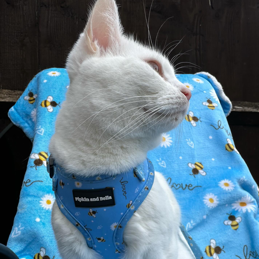 Adjustable Cat Harness - Bee Love