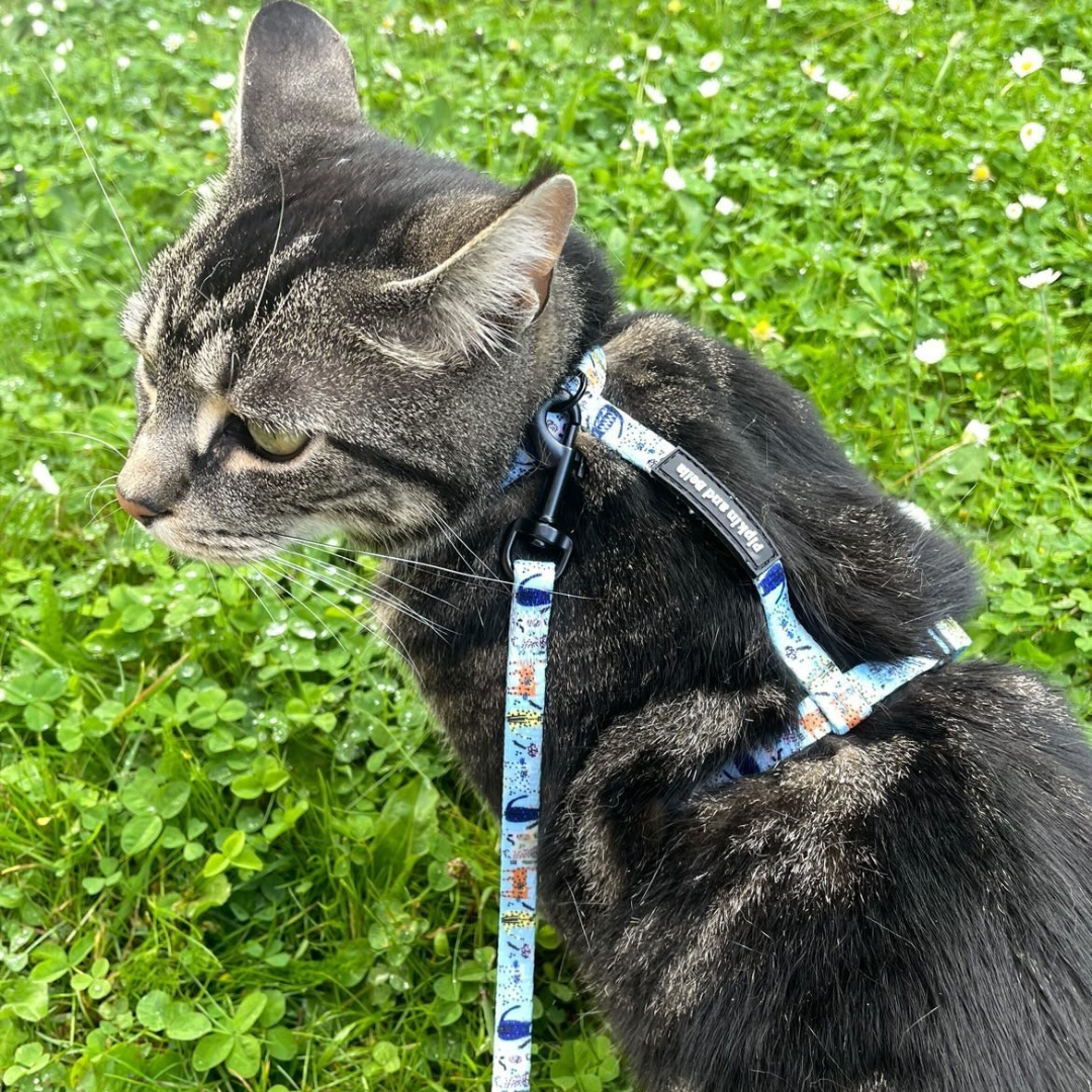 Adjustable Cat Harness - Purrfect Catitude - Blue