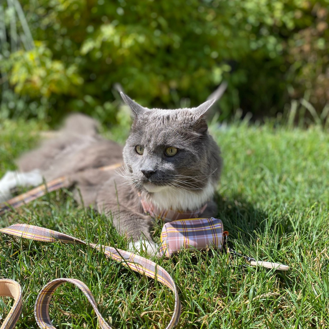 Fabric Cat Lead - Chestnut Lane
