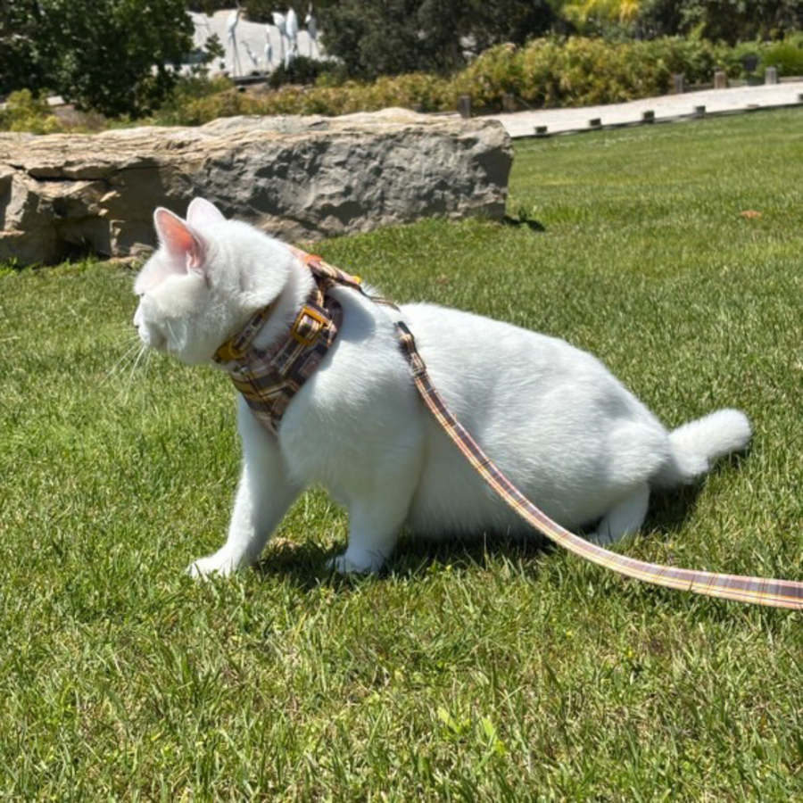 Pipkin and Bella Fabric Cat Lead Chestnut Lane