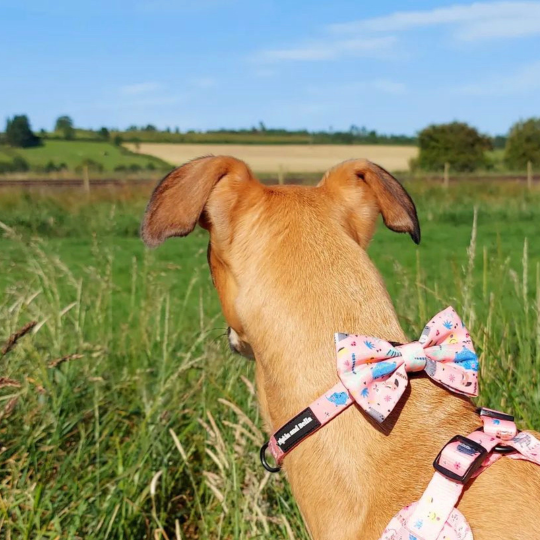 Pet Bow Tie - Ellie Funk