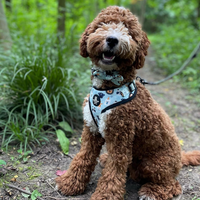 Adjustable Dog Harness - Safari