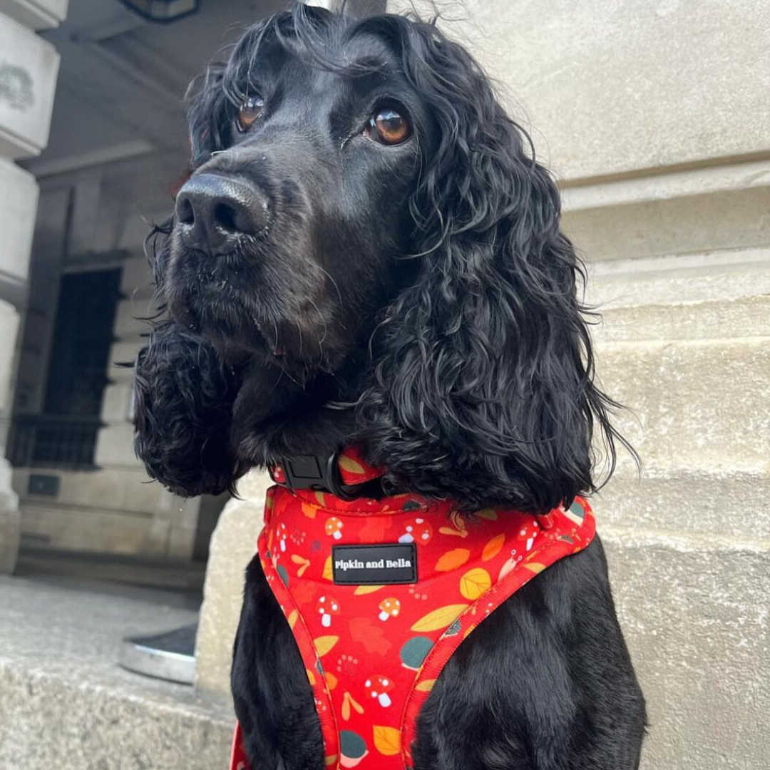 Adjustable Dog Harness - Woody the Snail