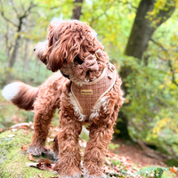 Pet Bow Tie - Highland Spark
