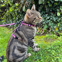 Adjustable Cat Harness - Purrfect Catitude - Pink