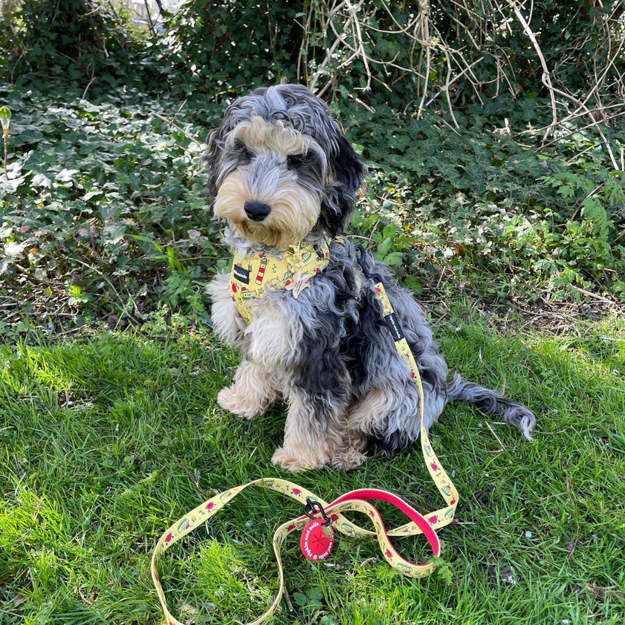 Fabric Dog Lead - Paws Ahoy