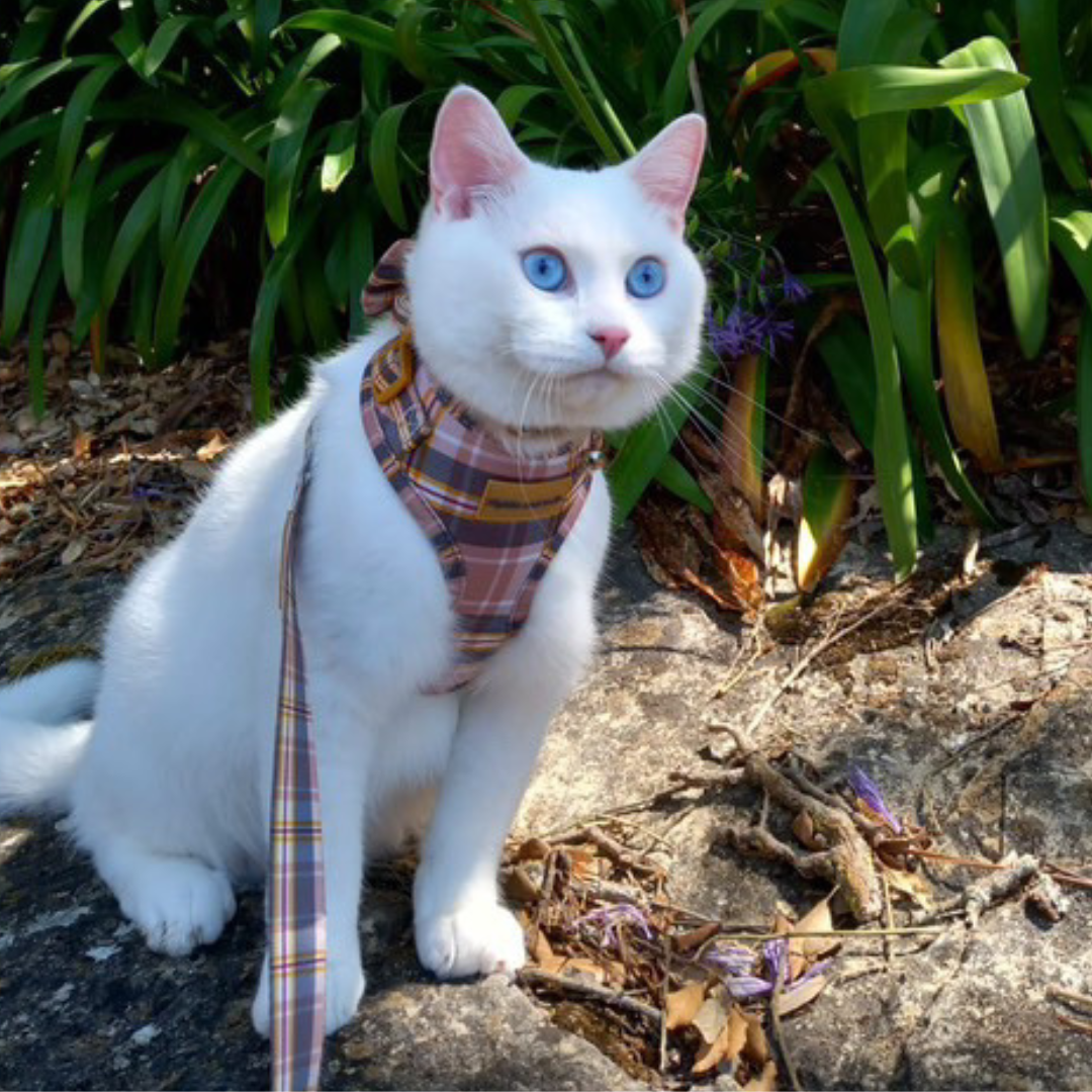Adjustable Cat Harness - Chestnut Lane