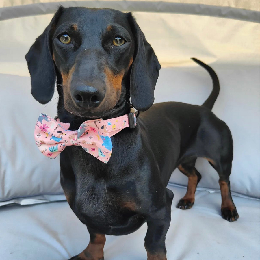 Pet Bow Tie - Ellie Funk