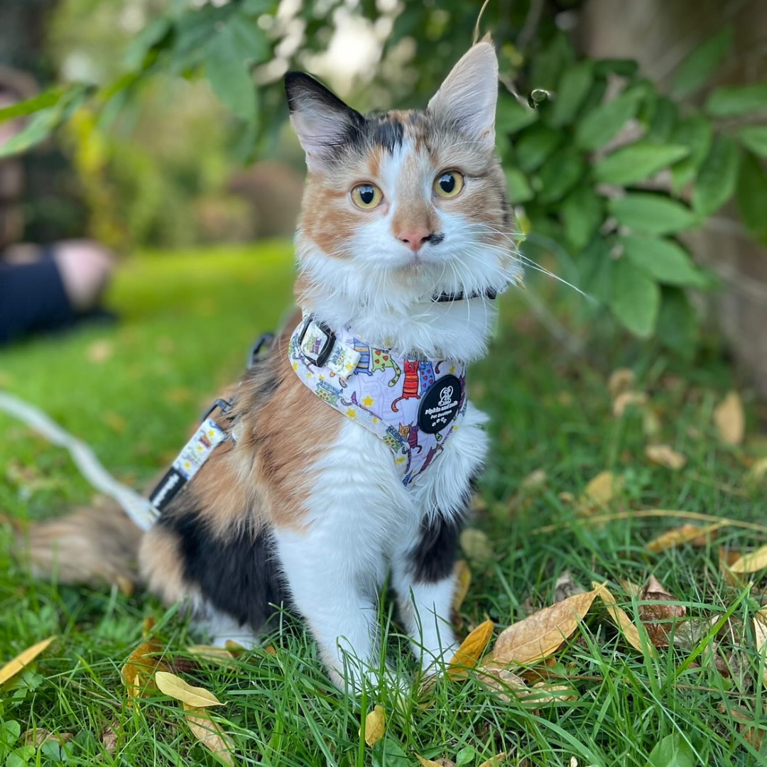 Adjustable Cat Harness - Kitty Cool Cats