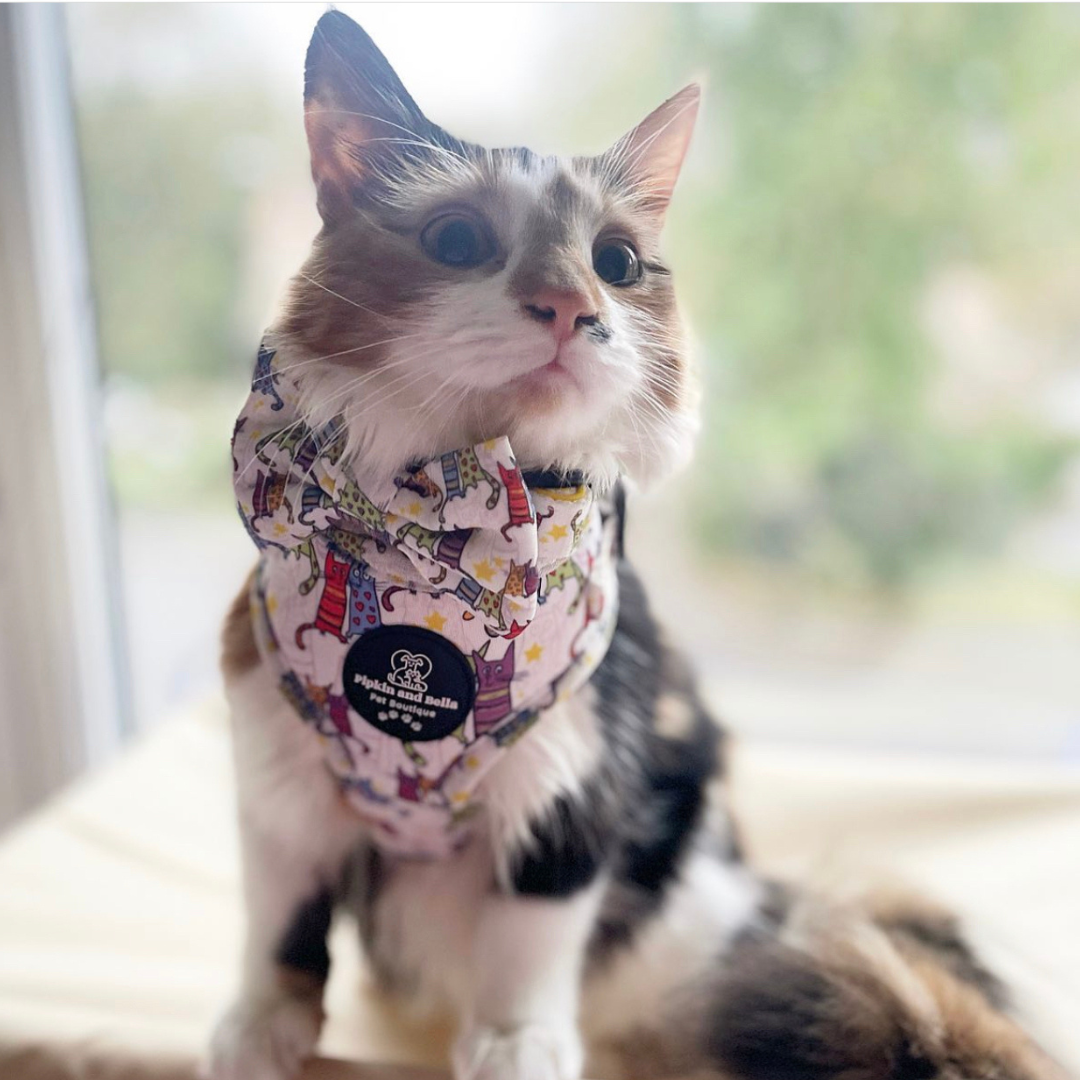 Pet Bow Tie Kitty Cool Cats