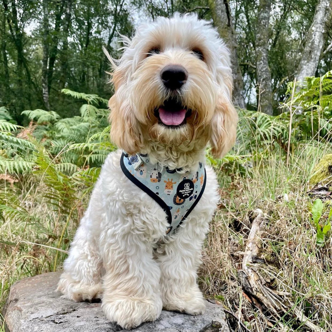 Adjustable Dog Harness - Safari