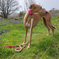 Ombre Rope Dog Lead - Coral Glow