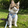 Vicky: Meadow & Blossom Cat Harnesses & Leads