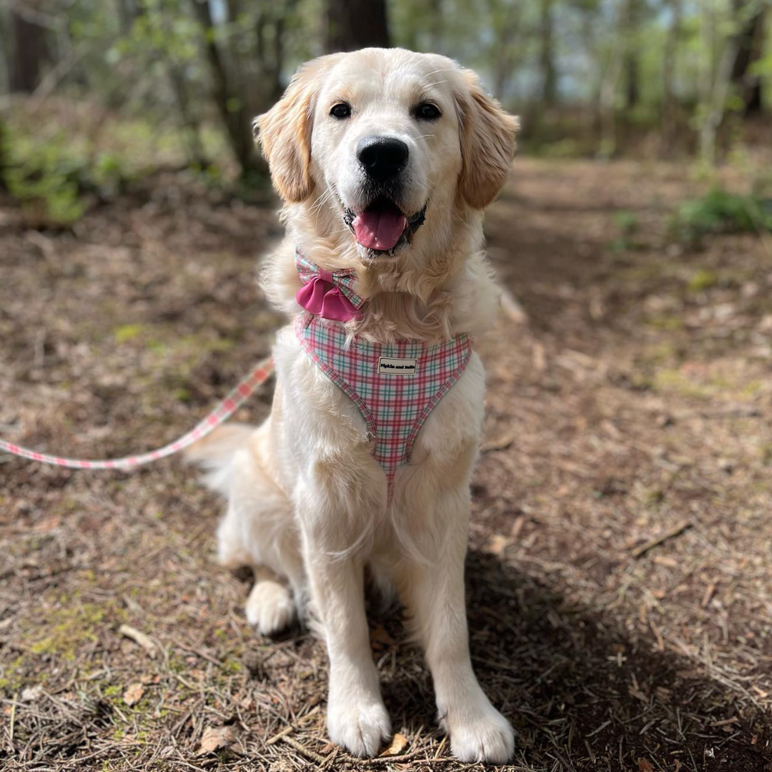 Pet Sailor Bow Tie - Aurora