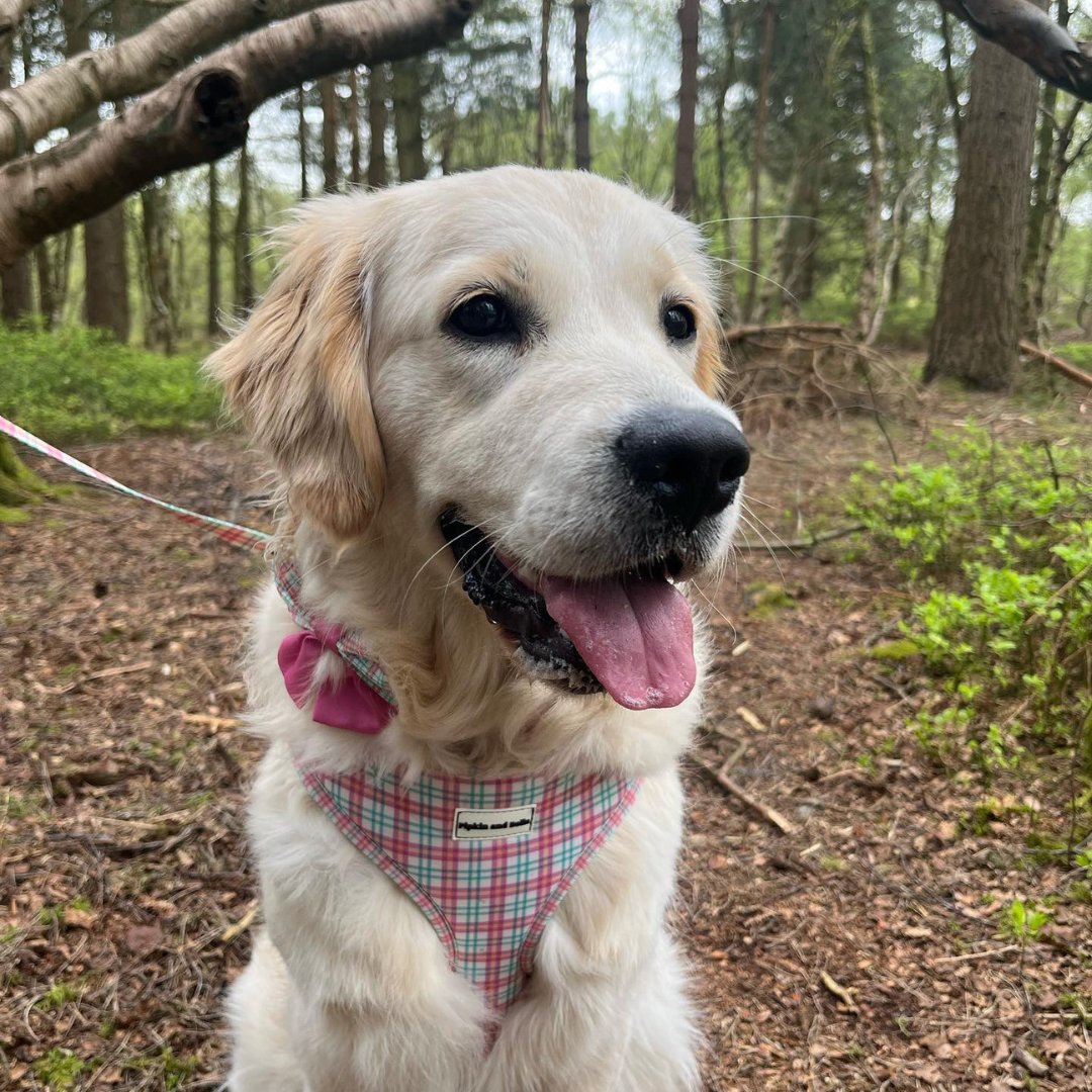 Pet Sailor Bow Tie - Aurora