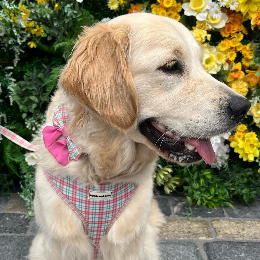 Pet Sailor Bow Tie - Aurora