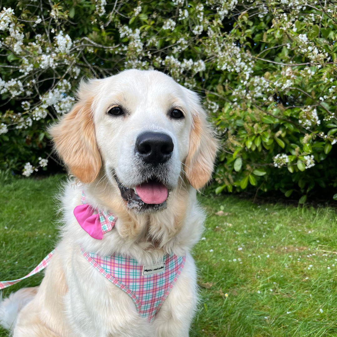 Pet Sailor Bow Tie - Aurora