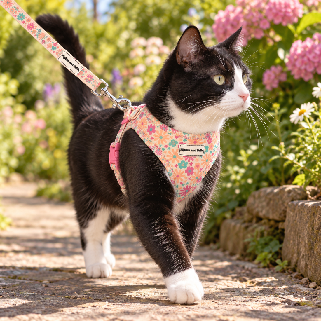 A black and white cat wearing a pink floral harness and matching leash walks along a stone garden path with flowers in the background.