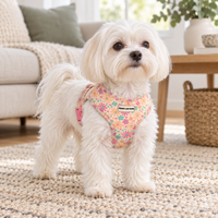 A small white dog standing on a textured rug in a bright living room, wearing a floral-patterned dog harness with a visible 'Pipkin and Bella' brand patch.