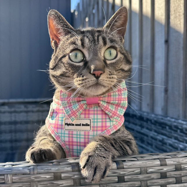 Adjustable Cat Harness - Aurora