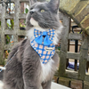 Yvonne: Twilight Cat Harness, Blanket & Seat Belts