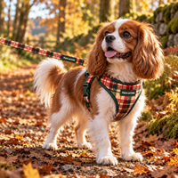 A small brown and white dog standing on a leaf-covered outdoor path, wearing a red, green, and black plaid harness with a matching leash. The harness has a small visible 'Pipkin and Bella' label.