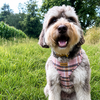 Alison: Chestnut Lane Dog Harness & Collar