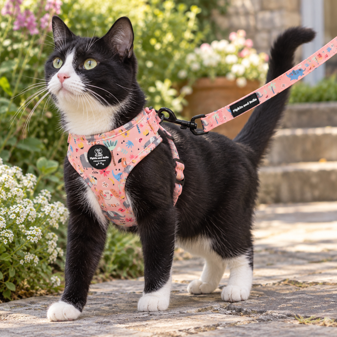 A black and white cat wearing a pink patterned harness and leash, standing on a stone path in a garden setting.