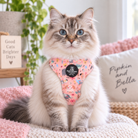 A fluffy long-haired cat wearing a pink patterned harness sits on a knitted blanket in a cozy indoor setting with pillows and a plant in the background.