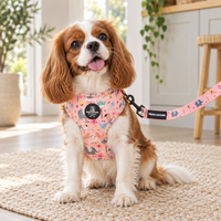A Cavalier King Charles Spaniel dog wearing a pink patterned harness and matching leash sits on a woven rug in a bright, modern room.