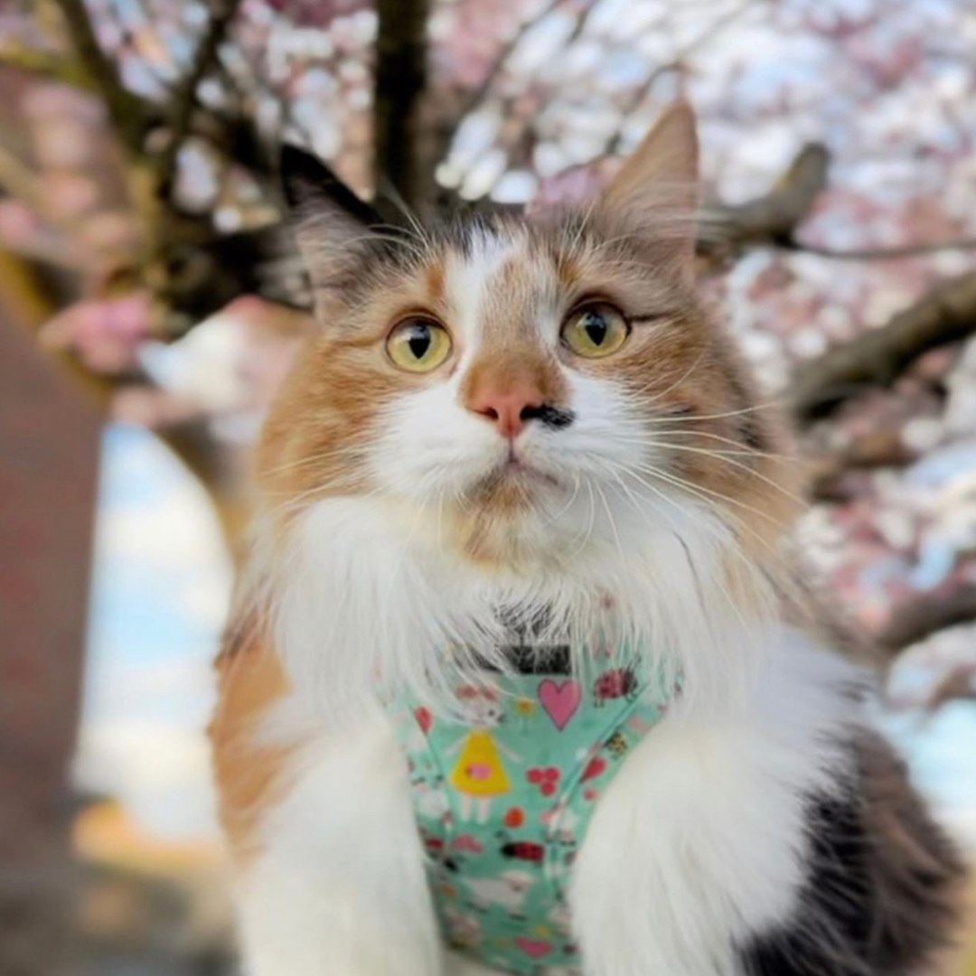 Adjustable Cat Harness - Florrie Bunny