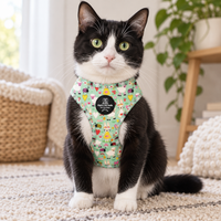 A black and white cat wearing a mint green pet harness with a colorful cartoon pattern, sitting on a beige carpet in a cozy indoor setting.